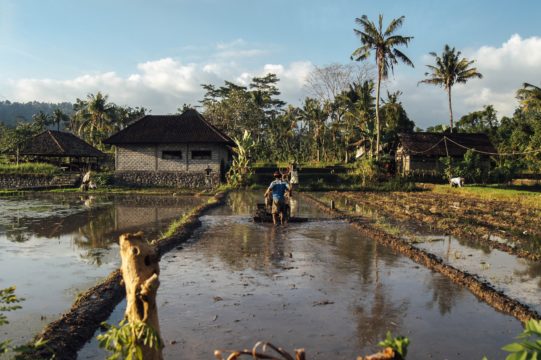 Agriculture